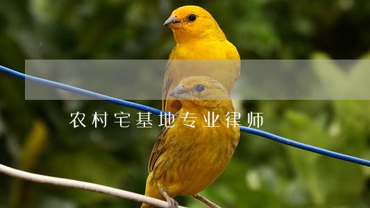 农村宅基地专业律师 农村宅基地专业律师