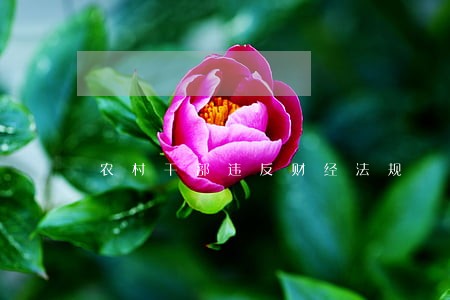 农村干部违反财经法规