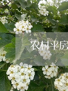 农村平房法院可以强制执行吗 农村平房法院可以强制执行吗