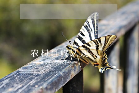 农村征收法规 农村征收法规