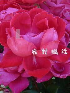 农村搬迁不开群众会违法吗 农村搬迁不开群众会违法吗
