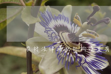 农村法律援助机构设置有待完善 农村法律援助机构设置有待完善