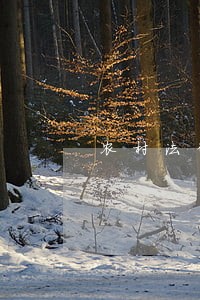 农村法律顾问规章 农村法律顾问规章