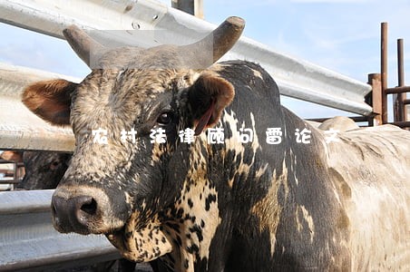 农村法律顾问雷论文 农村法律顾问雷论文