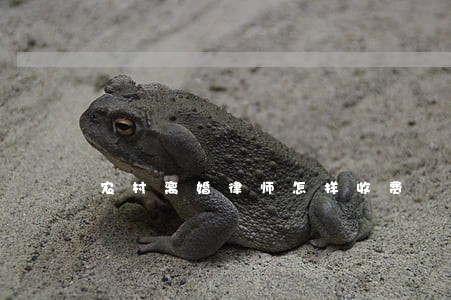 农村离婚律师怎样收费 农村离婚律师怎样收费