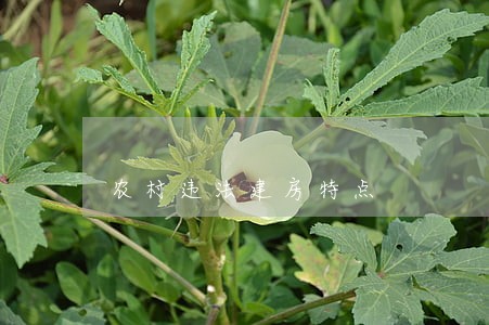 农村违法建房特点 农村违法建房特点