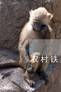 农村铁皮围墙违法吗 农村铁皮围墙违法吗