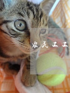 农民工工伤法律援助洛阳 农民工工伤法律援助洛阳