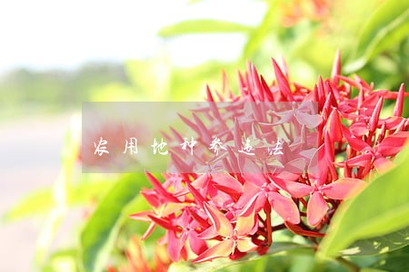 农用地种参违法 农用地种参违法