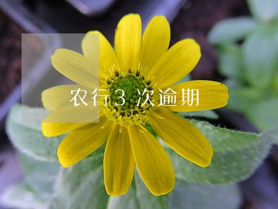 农行3次逾期 农行3次逾期