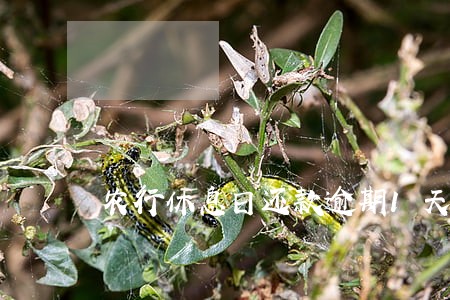 农行休息日还款逾期1天 农行休息日还款逾期1天