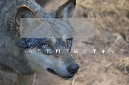 农行信用了逾期用不成了 农行信用了逾期用不成了