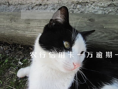 农行信用卡一万逾期一年多少 农行信用卡一万逾期一年多少