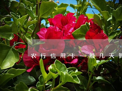 农行信用卡一般几天算逾期 农行信用卡一般几天算逾期