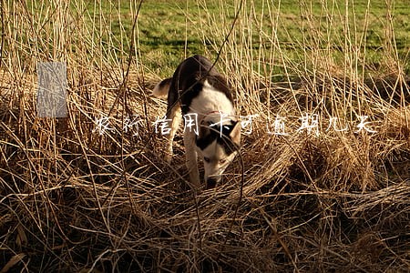 农行信用卡可逾期几天