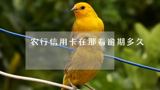 农行信用卡在那看逾期多久 农行信用卡在那看逾期多久