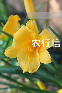 农行信用卡已还征信显示逾期 农行信用卡已还征信显示逾期