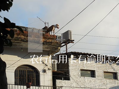 农行信用卡有逾期怎么办理 农行信用卡有逾期怎么办理