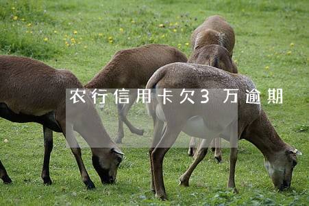 农行信用卡欠3万逾期 农行信用卡欠3万逾期