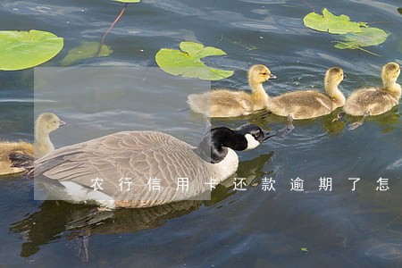农行信用卡还款逾期了怎么办 农行信用卡还款逾期了怎么办