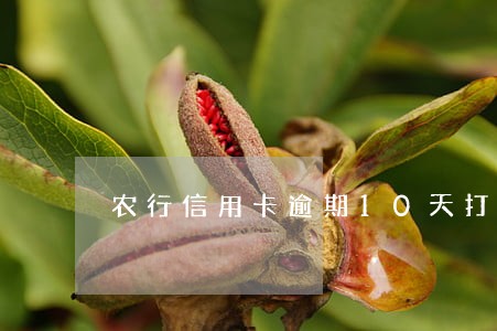农行信用卡逾期10天打电话 农行信用卡逾期10天打电话