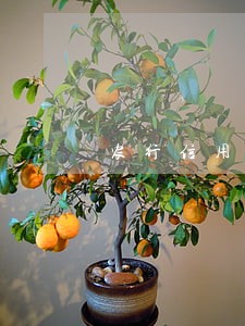 农行信用卡逾期10天还款后果