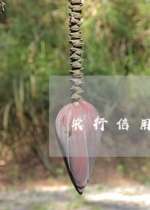 农行信用卡逾期1年多