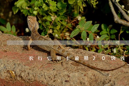 农行信用卡逾期20块钱 农行信用卡逾期20块钱