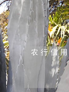 农行信用卡逾期5个月上门 农行信用卡逾期5个月上门