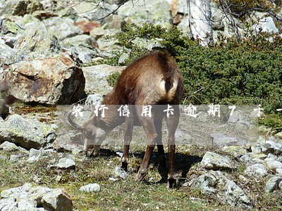 农行信用卡逾期7千一年多了 农行信用卡逾期7千一年多了