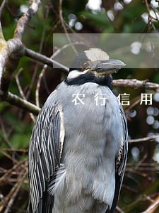 农行信用卡逾期93天