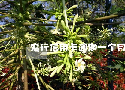 农行信用卡逾期一个月以内 农行信用卡逾期一个月以内