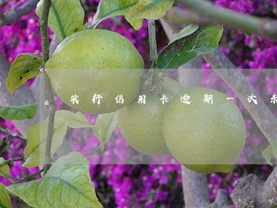 农行信用卡逾期一次未满5年
