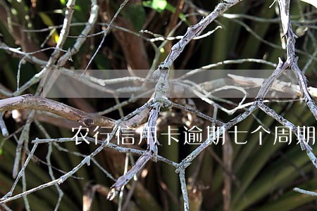 农行信用卡逾期七个周期 农行信用卡逾期七个周期