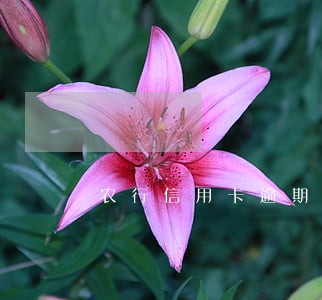 农行信用卡逾期三个月被锁