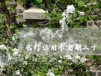 农行信用卡逾期三千