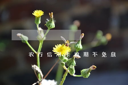 农行信用卡逾期不免息 农行信用卡逾期不免息