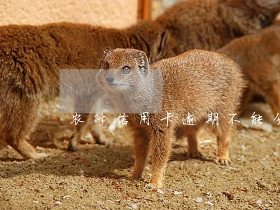 农行信用卡逾期不能分期