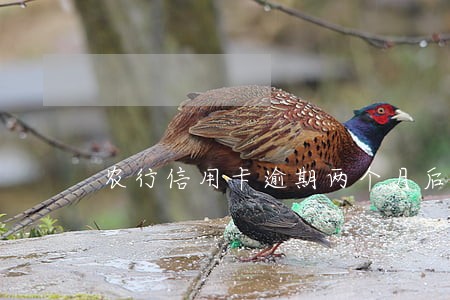 农行信用卡逾期两个月后果 农行信用卡逾期两个月后果