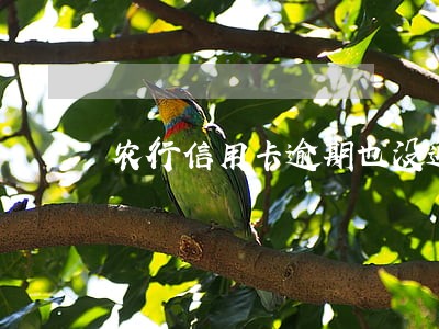 农行信用卡逾期也没通知我 农行信用卡逾期也没通知我