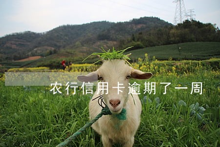 农行信用卡逾期了一周 农行信用卡逾期了一周