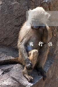 农行信用卡逾期了两个月 农行信用卡逾期了两个月