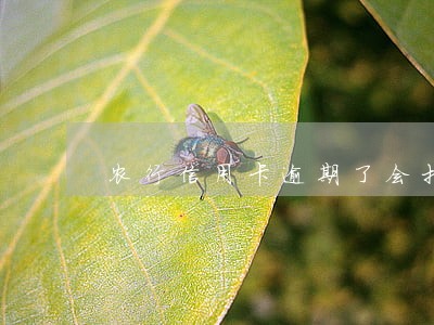 农行信用卡逾期了会打电话吗 农行信用卡逾期了会打电话吗
