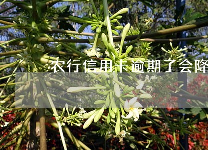 农行信用卡逾期了会降额度吗 农行信用卡逾期了会降额度吗