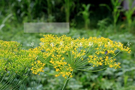 农行信用卡逾期了怎么分期