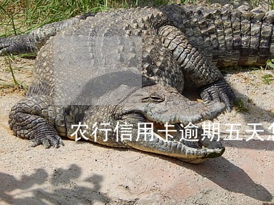 农行信用卡逾期五天怎样 农行信用卡逾期五天怎样