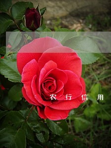 农行信用卡逾期会转包吗 农行信用卡逾期会转包吗