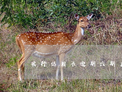 农行信用卡逾期六期后不发账单吗