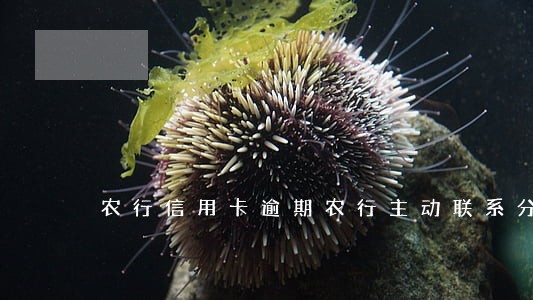 农行信用卡逾期农行主动联系分期 农行信用卡逾期农行主动联系分期