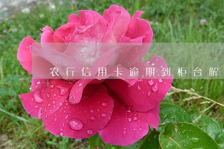 农行信用卡逾期到柜台解冻 农行信用卡逾期到柜台解冻